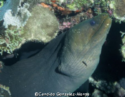 Green Moray near  the  Buoy Guanica Puerto Rico .Standard... by Candido Gonzalez-Alonso 